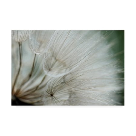 Ren�e W. Stramel 'Macro Dandelion VI' Canvas Art,16x24